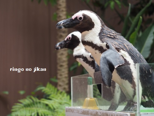 f:id:ringo_co:20180623004338j:plain