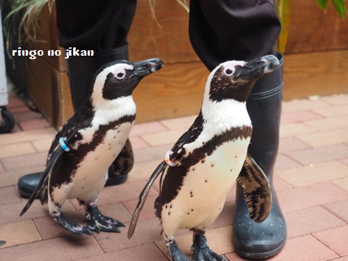 f:id:ringo_co:20180623004400j:plain