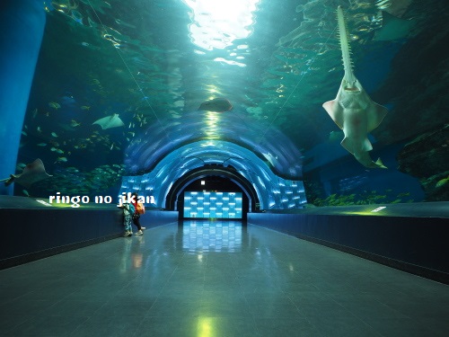 f:id:ringo_co:20180623004742j:plain