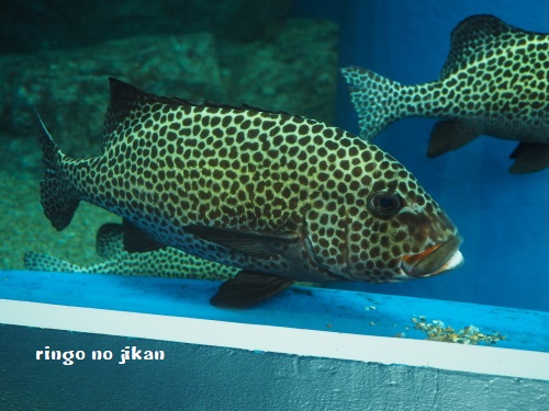 f:id:ringo_co:20180623004812j:plain