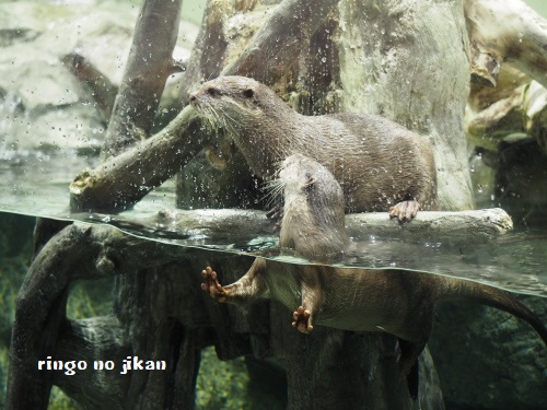 f:id:ringo_co:20180623005042j:plain