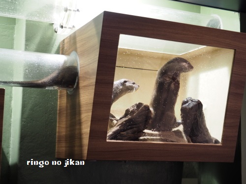 f:id:ringo_co:20180623005119j:plain