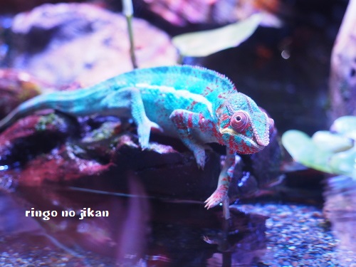 f:id:ringo_co:20180623005154j:plain