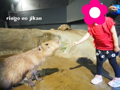 f:id:ringo_co:20180623005348j:plain