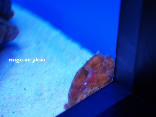 f:id:ringo_co:20180623005817j:plain