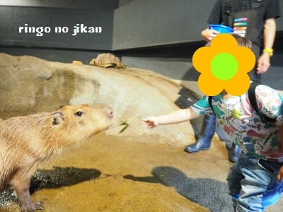 f:id:ringo_co:20180623103657j:plain