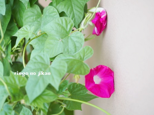 f:id:ringo_co:20180704052754j:plain