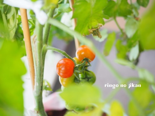 f:id:ringo_co:20180704053009j:plain