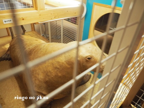 f:id:ringo_co:20180705054429j:plain