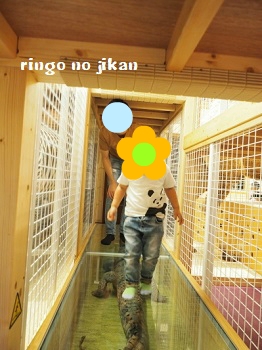 f:id:ringo_co:20180705054432j:plain