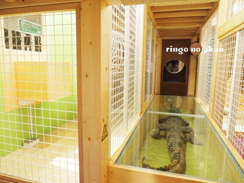 f:id:ringo_co:20180705054447j:plain