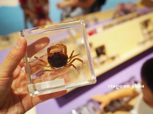 f:id:ringo_co:20180705055147j:plain