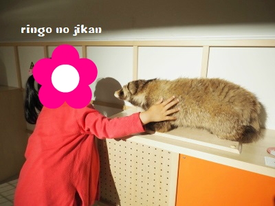 f:id:ringo_co:20180705055251j:plain