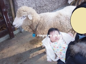 f:id:ringo_co:20190107001546j:plain f:id:ringo_co:20190107001546j:plain