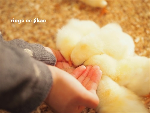 f:id:ringo_co:20190127001947j:plain