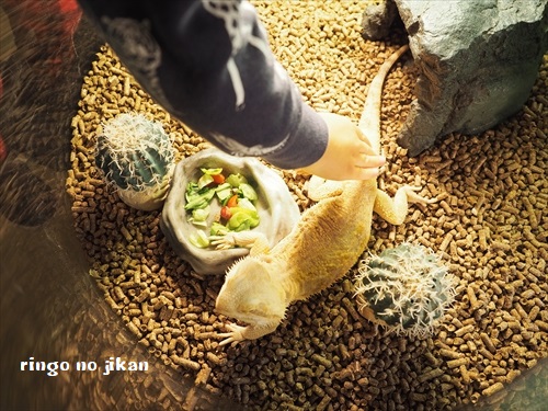 f:id:ringo_co:20190127002320j:plain