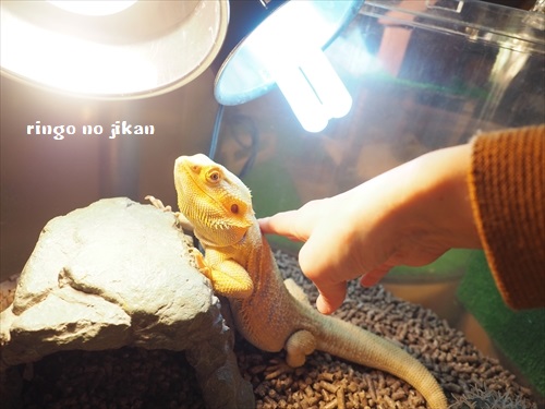 f:id:ringo_co:20190127002323j:plain