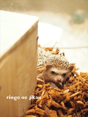 f:id:ringo_co:20190127002530j:plain