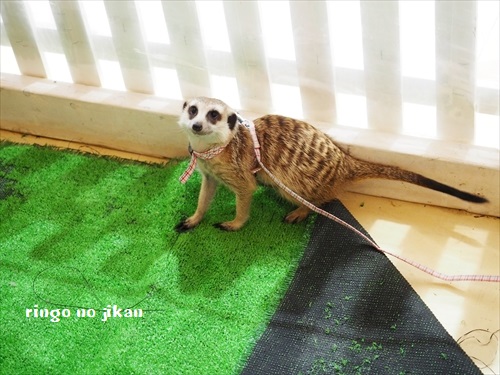 f:id:ringo_co:20190127002639j:plain