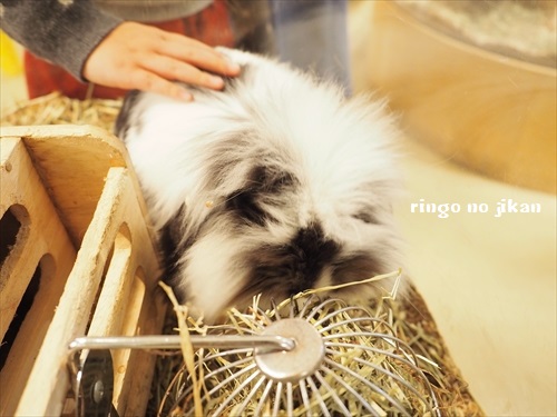 f:id:ringo_co:20190127003010j:plain