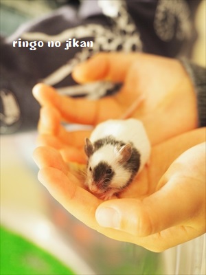 f:id:ringo_co:20190127003202j:plain