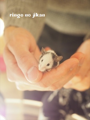 f:id:ringo_co:20190127003205j:plain