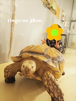 f:id:ringo_co:20190127003539j:plain