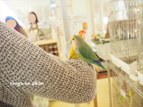 f:id:ringo_co:20190127004300j:plain