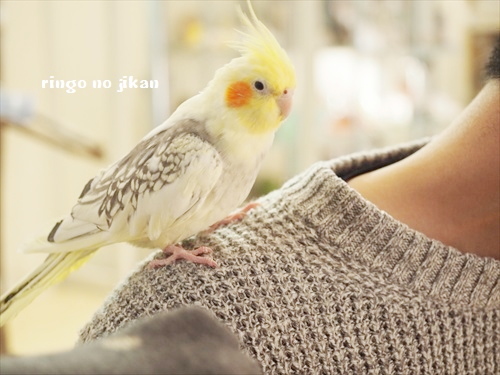 f:id:ringo_co:20190127004404j:plain