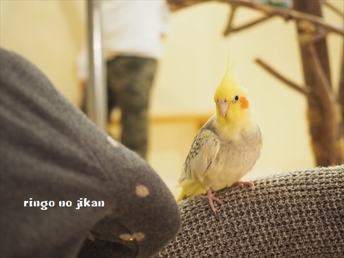 f:id:ringo_co:20190127004425j:plain