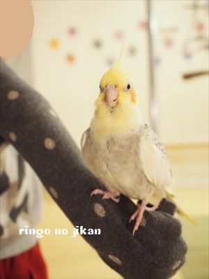 f:id:ringo_co:20190127004537j:plain