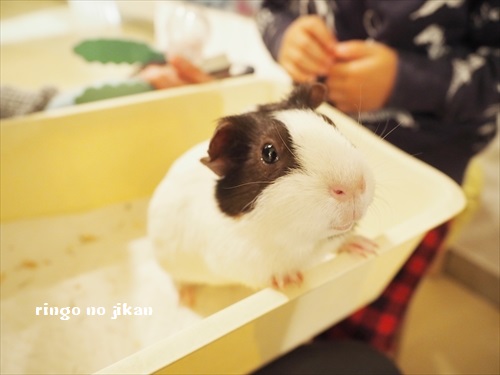 f:id:ringo_co:20190127005248j:plain
