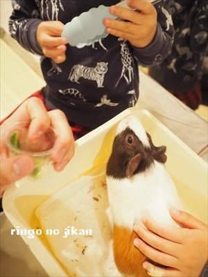 f:id:ringo_co:20190127005425j:plain