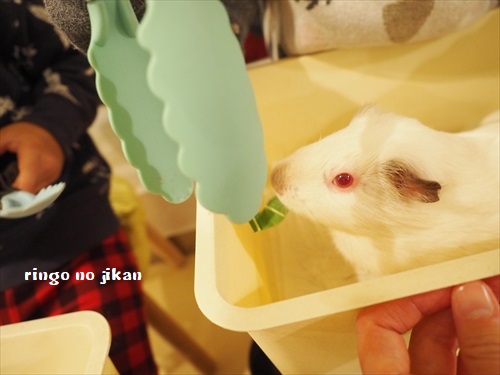 f:id:ringo_co:20190127005448j:plain