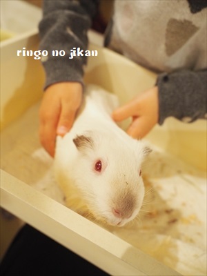 f:id:ringo_co:20190127005522j:plain