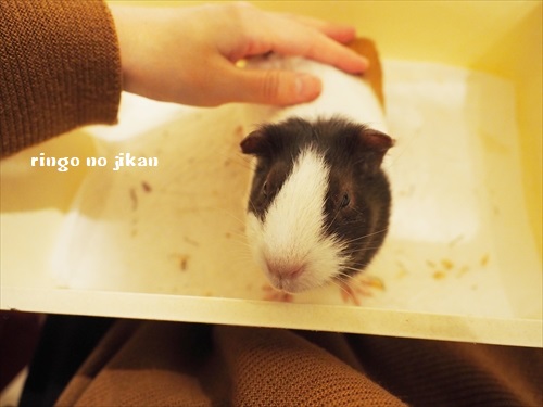 f:id:ringo_co:20190127005525j:plain