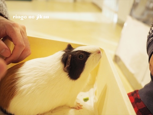 f:id:ringo_co:20190127005753j:plain