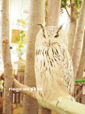 f:id:ringo_co:20190127011137j:plain