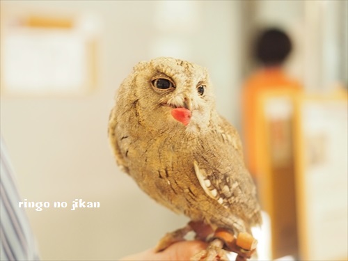 f:id:ringo_co:20190127011428j:plain