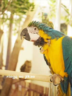 f:id:ringo_co:20190127011624j:plain