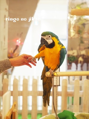 f:id:ringo_co:20190127011630j:plain