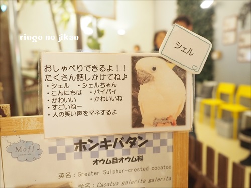 f:id:ringo_co:20190127011706j:plain