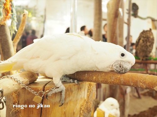 f:id:ringo_co:20190127011734j:plain