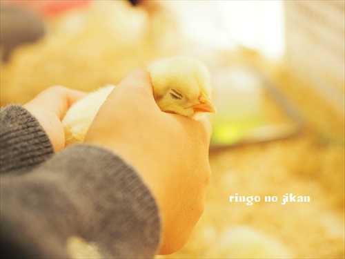 f:id:ringo_co:20190127012005j:plain