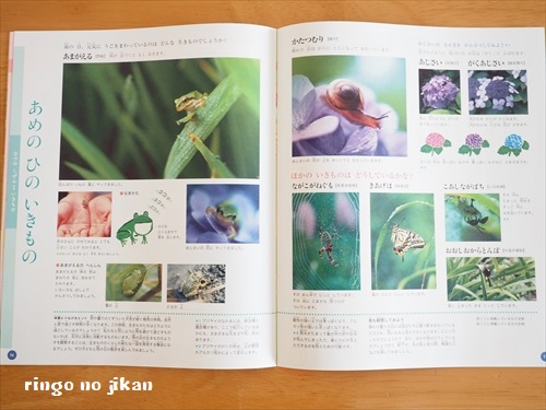 f:id:ringo_co:20190329054528j:plain