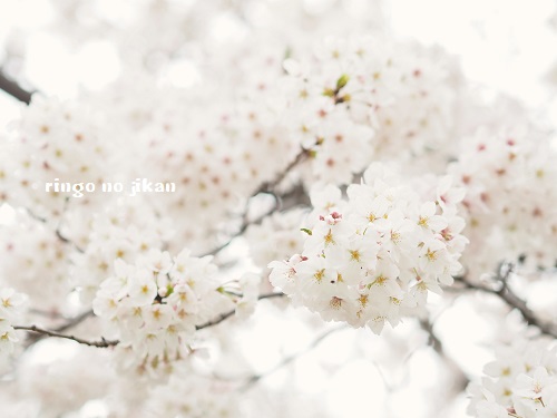 f:id:ringo_co:20190404020909j:plain