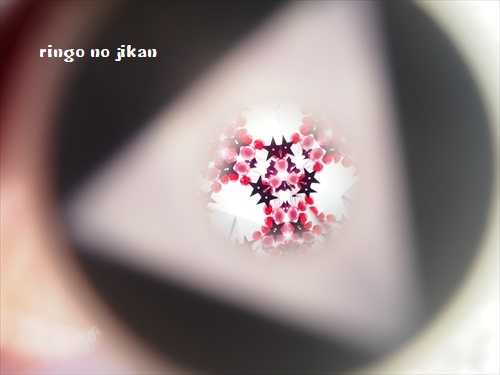 f:id:ringo_co:20190408002625j:plain