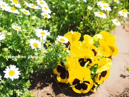 f:id:ringo_co:20190506105438j:plain