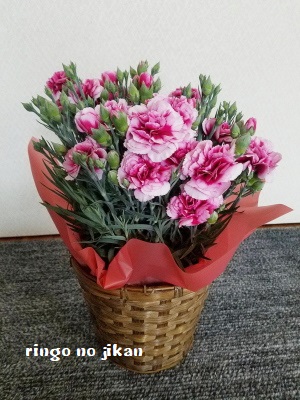f:id:ringo_co:20190506211618j:plain