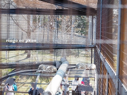 f:id:ringo_co:20190508133745j:plain